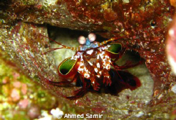 Mantishrimp fron Veligandu North, Rasdhoo Atoll - Maldive... by Ahmed Samir 